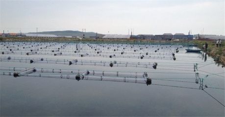 厂家优供养殖网箱 扇贝、海参与水产养殖的可靠选择