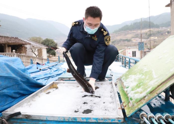 14吨人工养殖西伯利亚鲟装车出发 "重庆产"鲜活水产品首次走出国门