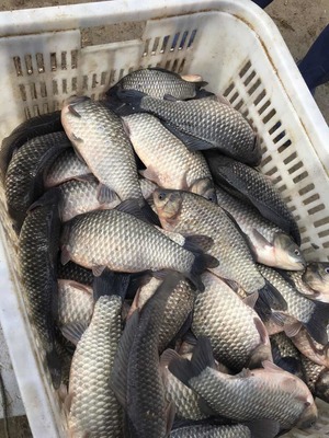 大龙水产品养殖专业合作社专供垂钓中心、鲫鱼、鳊鱼、青鱼_鲫鱼价格