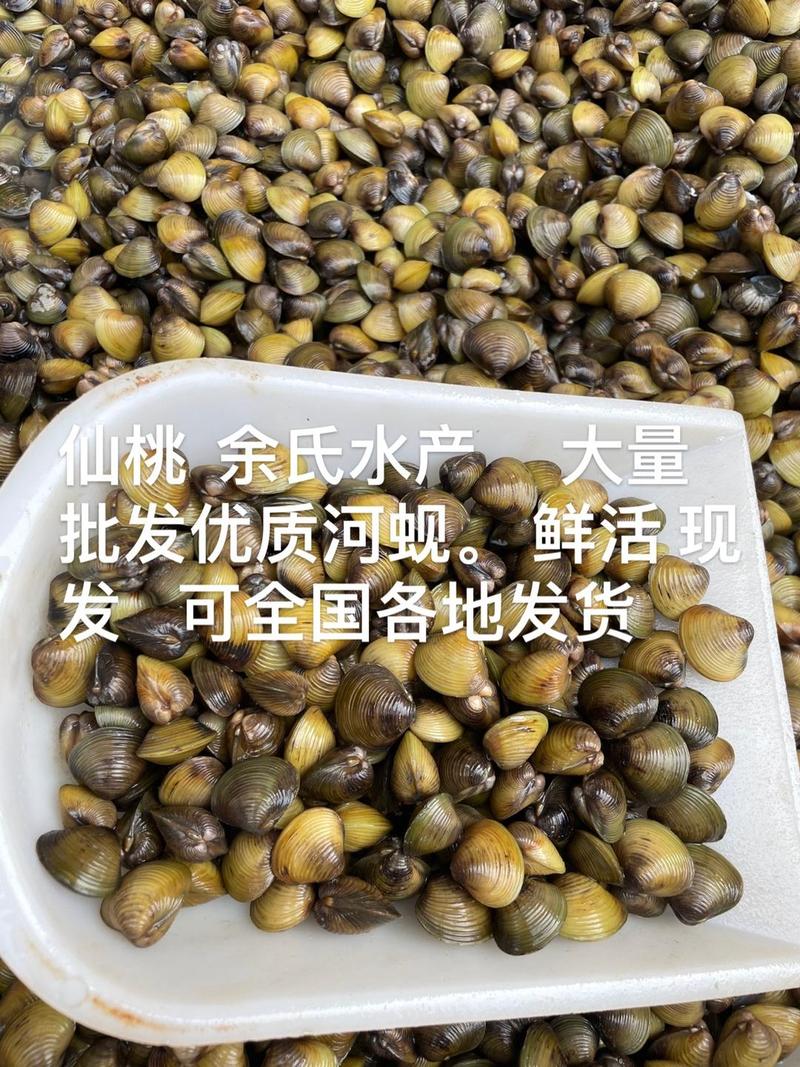 河蚬批发00:23377大利发展水产品养殖